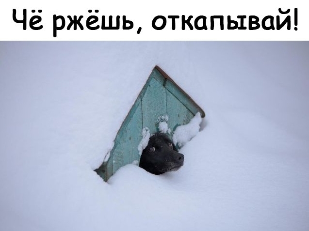Чё ржёшь откапывай
