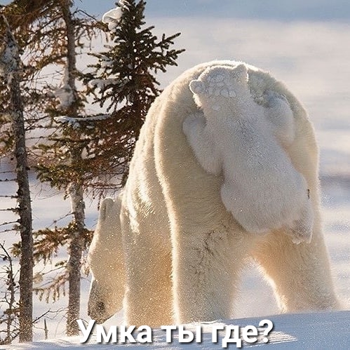 Уд сыты М