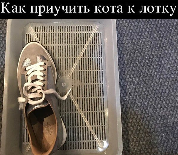 Как приучить кота К лотку НППЪЁШНШШП НШ пншпншш _ МИНИ шнпнпш