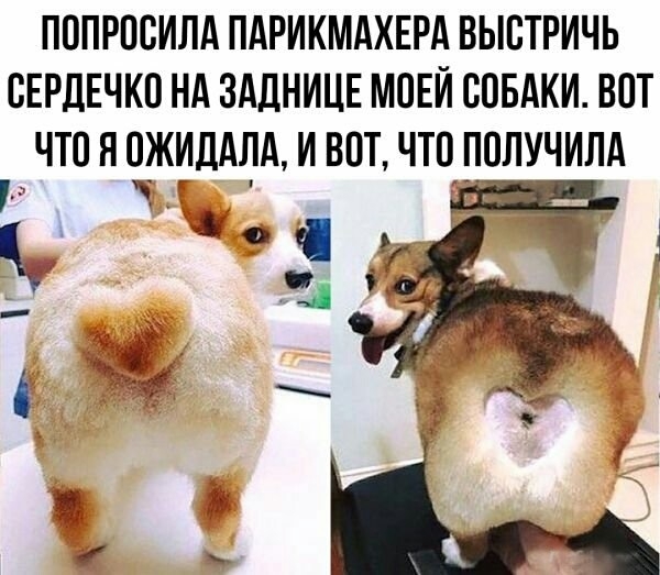 ПОПРПСИЛА ПАРИКМАХЕРА ВЫЕТРИЧЬ СЕРДЕЧКО НА ЗАДНИЦЕ МОЕЙ СОБАКИ ВОТ ЧТО Я 0ЖИДАЛА И ВПТ ЧТП ПОЛУЧИЛА л 3 и 3