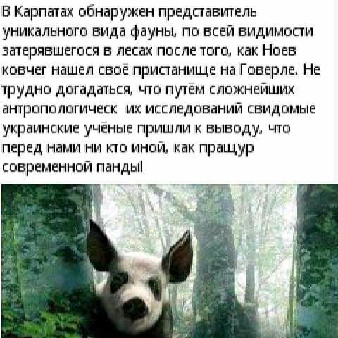 В Карпатах обнаружен предпавшель уникального вида фауны по всей видимости затерявшегося в лесах после того как Ноев ковчег нашел свое припанище на Говерле Не трудно догадаться ьпо путем сложнейших атропологическ их исследований свидомые украинские ученые пришли к выводу то перед нами ни кто иной как пращур современной пандыі