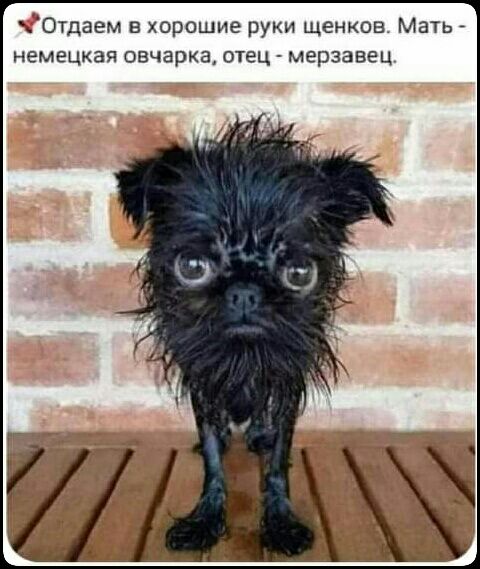 Отдаем в хорошие руки щенков Мать _ немецкая овчарка отец мерзавец
