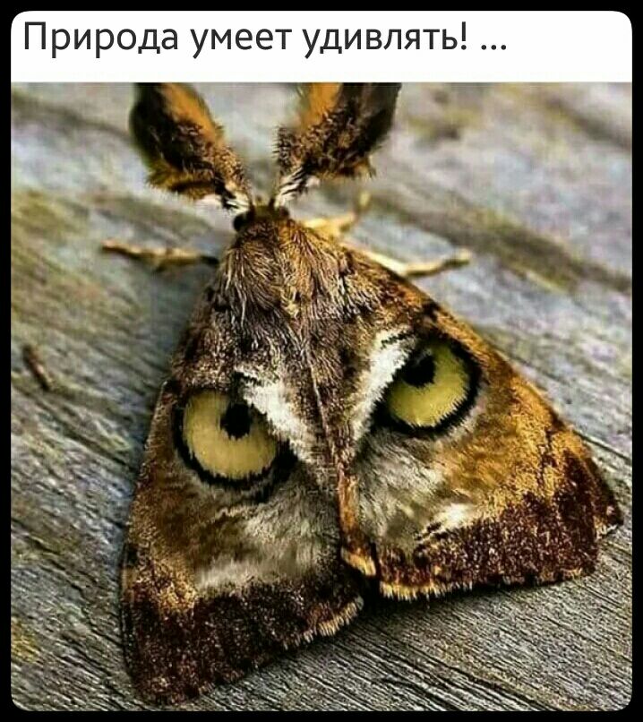 Ы Т Я Л В и д У Т е е М У а д о о и Р П