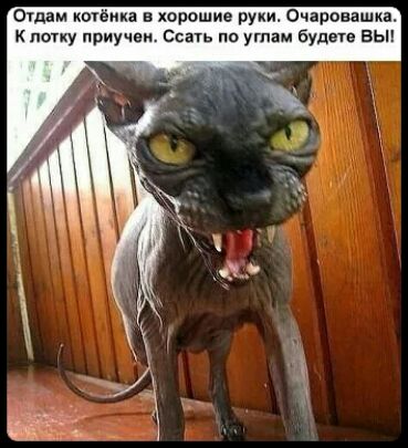 Отдам кыёика в хорошие руки Очаравашка попу приучен Спать по углам будете вых