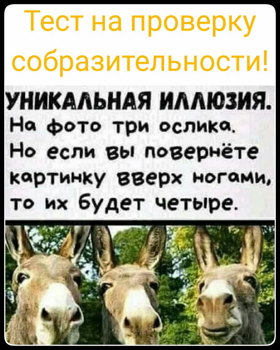 УНИКАЛЬНАЯ ИЛЛЮЗИЯ На фото три ослика Но если вы поверНете картинку вверх ногами то их будет четыре