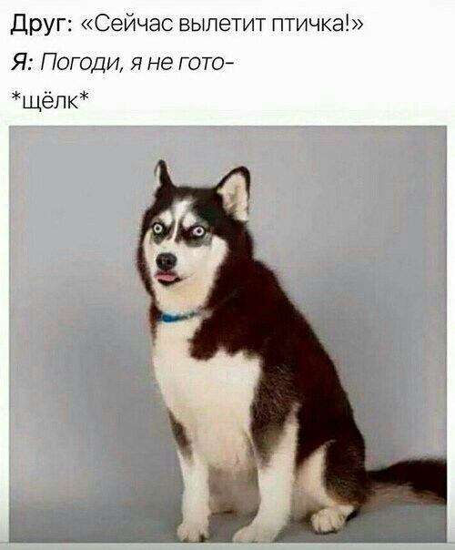 Друг Сейчас вылетит птичка Я Погоди я не Гото щёпк