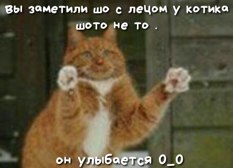 вы занетили шо с лецом у котика ЩОТО не ТО