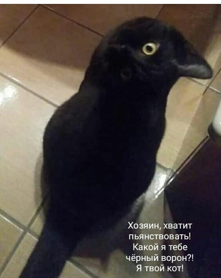 Хо _ д хватит пьовать Кайой я тебе чёрный ворон Я твой кот гг