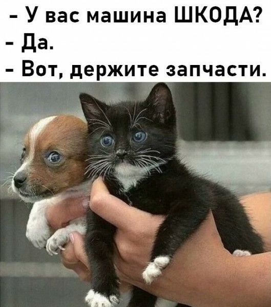 У вас машина ШКОДА да ВОТ держите ЗЗПЧЗСТИ Ч