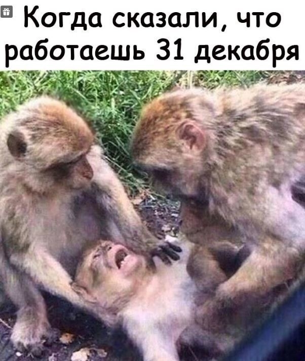 5 Когда сказали что работаешь 31 декабря