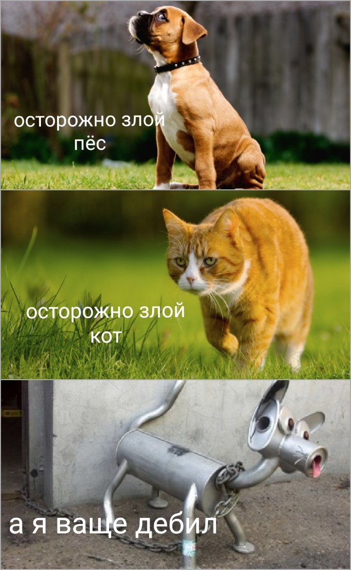 кот