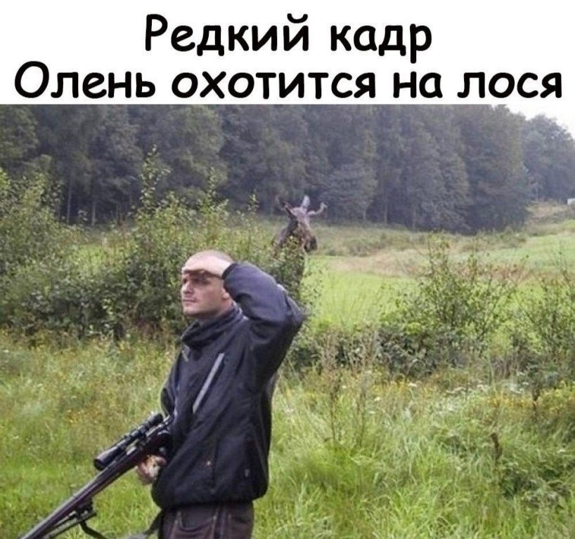 Редкий кадр Олень охотится на лося 5 к _ ЁТЁ 4