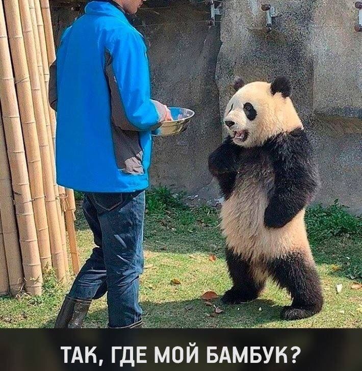 ТАК ГДЕ МОЙ БАМБУК