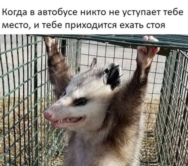Когда в автобусе никто не уступает тебе место и тебе приходится ехать стоя