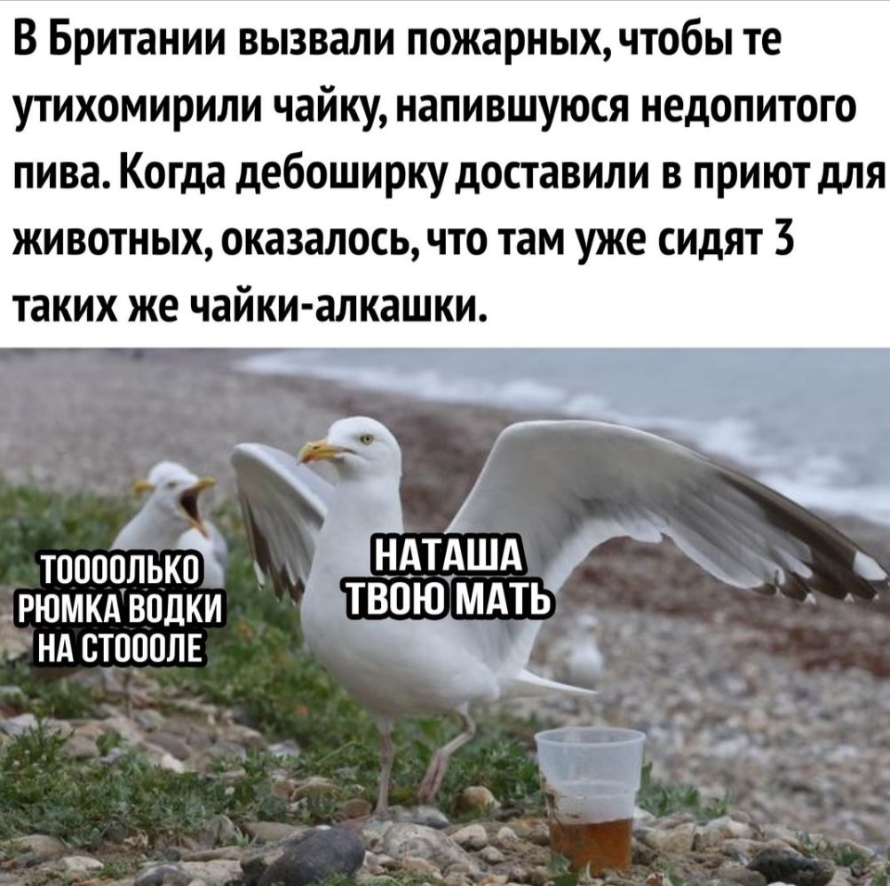 В Британии вызвали пожарных чтобы те утихомирили чайку напившуюся недопитого пива Когда дебоширкудоставили в приют для животных оказалось что там уже сидят 3 таких же ЧЗЙКИЗЛКЗШКИ тоопблько рюмкдвпдки ТВПЮМАТЬ _ НА СТОПОЛЕ