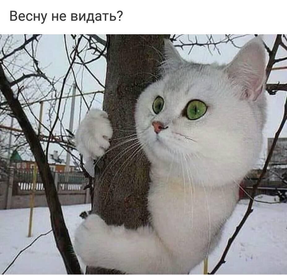 Весну не видать пипт гтшг
