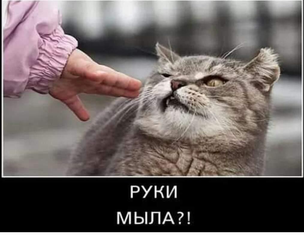 МЫПА