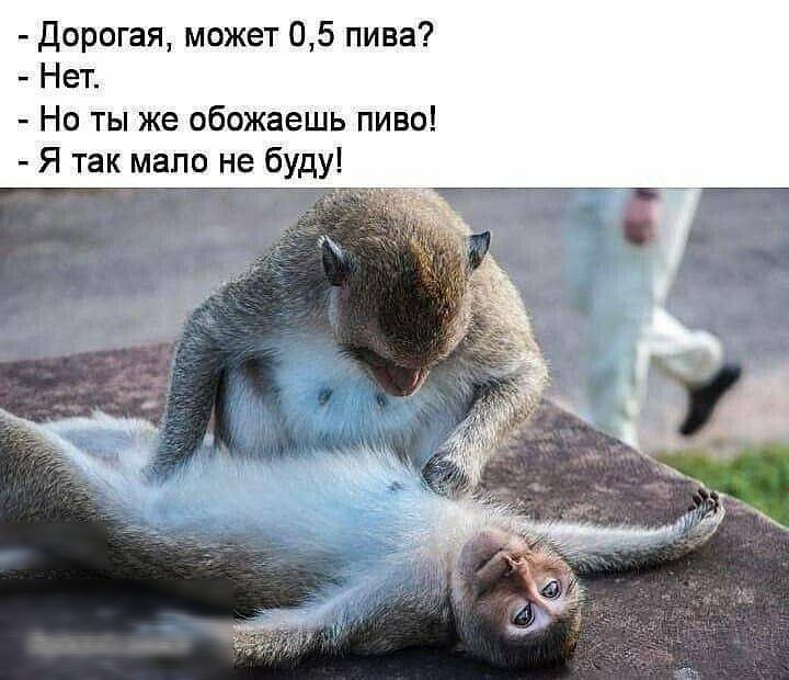 Дорогая может 05 пива Нет Но ты же обожаешь пиво Я так мало не буду