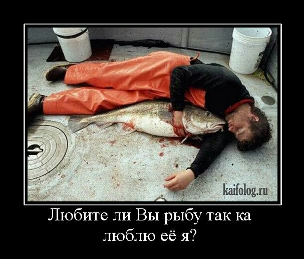 КшЫоши Любите ли Вы рыбу так ка люблю её я