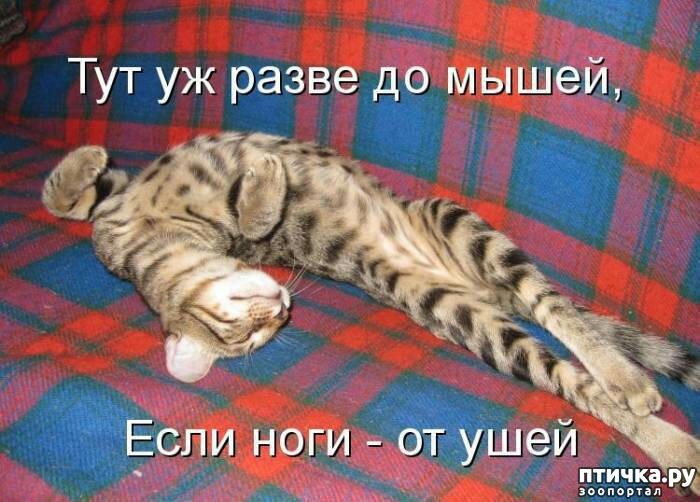 Тут уж разве до мышей