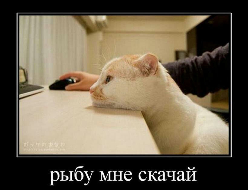 рыбу мне скачай