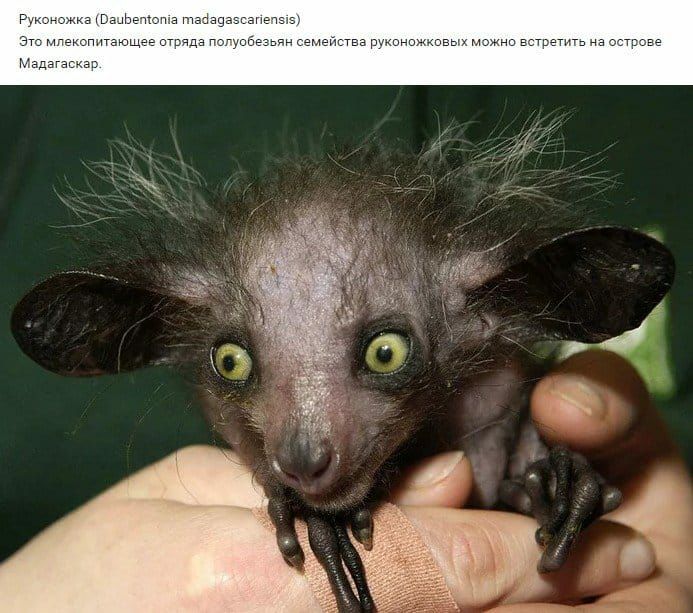 чгиПЕа мы