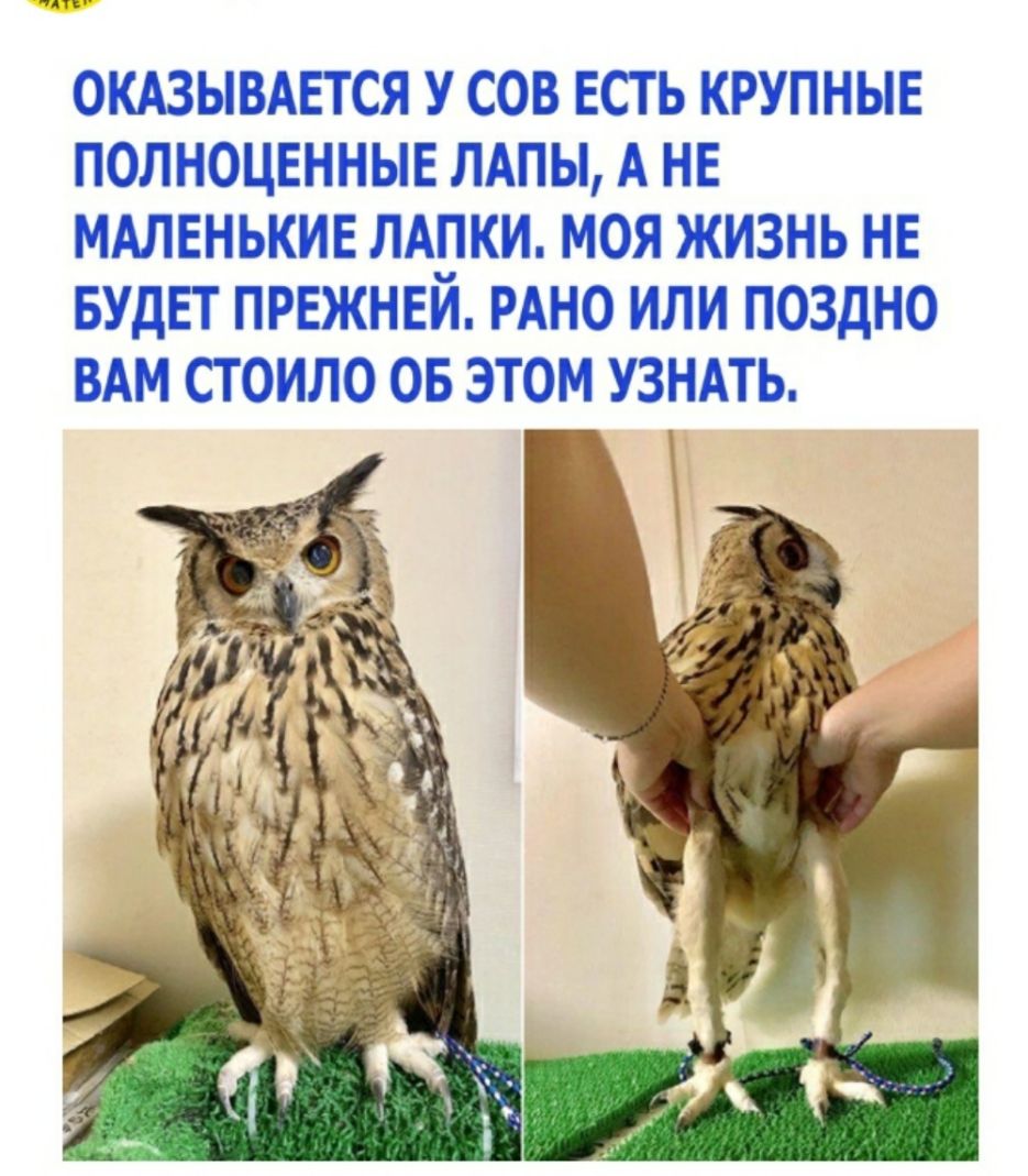 ууууу ОКАЗЫВАЕТСЯ У СОВ ЕСТЬ КРУПНЫЕ ПОЛНОЦЕННЫЕ ПАПЫ А НЕ МАЛЕНЬКИЕ ЛАПКИ МОЯ ЖИЗНЬ НЕ БУДЕТ ПРЕЖНЕЙ РАНО ИЛИ ПОЗдНО ВАМ СТ ОИЛО ОБ ЭТОМ УЗНАТЬ