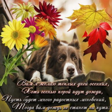и линии ммм корги диму Мк тути иттиі м мт