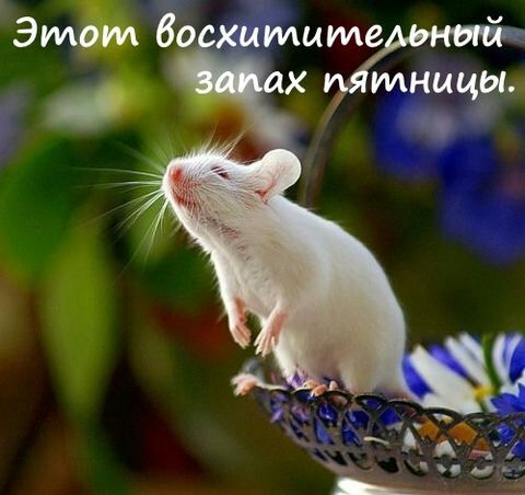Этьи бо хиты ах тницы