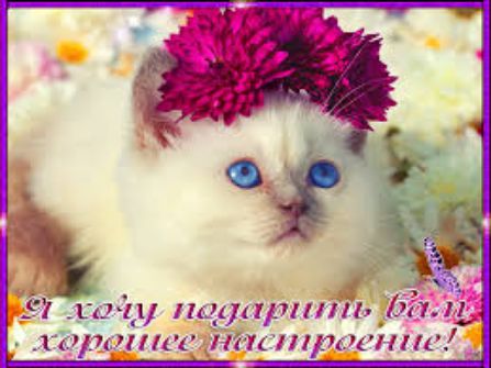 7 113313 пц рп171 _л 1 им шит _шп ирисиш