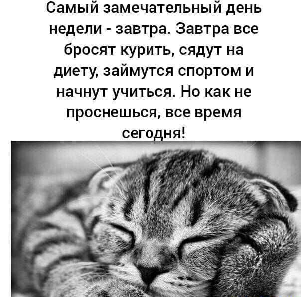 Самый замечательный день недели завтра Завтра все бросят курить сядут на диету займутся спортом и начнут учиться Но как не проснешься все время