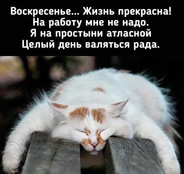 Воскресенье Жизнь прекрасна На работу мне не надо Я на простыни атласной Целый день валяться рада