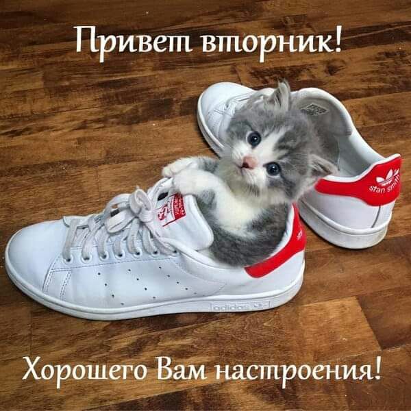 Привет вторник Хорошёе13тпроенйя