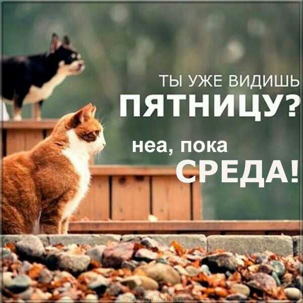 ты УЖЕ видишь и пятницу неа пока СРЕДА