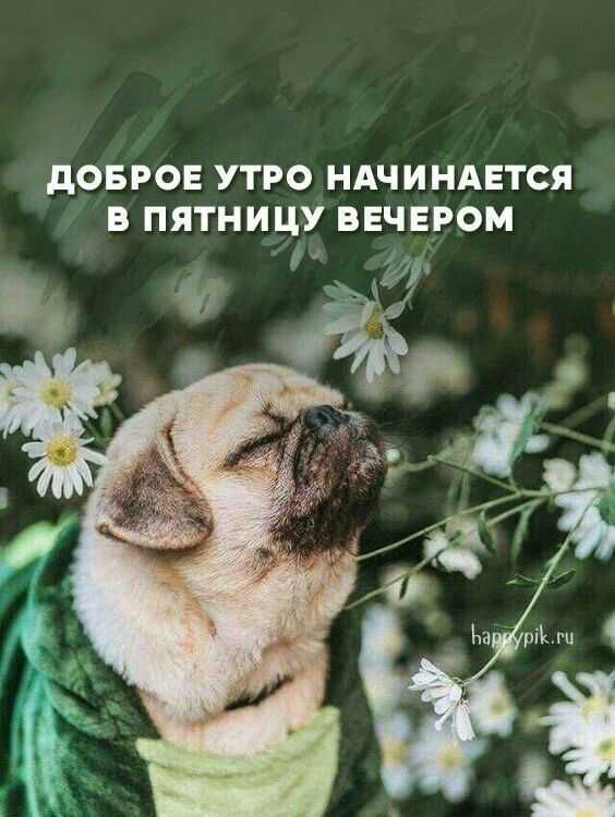 дОБРОЕ УТРО НАЧИНАЕТСЯ В ПЯТНИЦУ ВЕЧЕРОМ