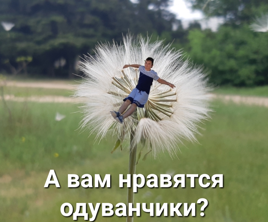 вам нравятся одуванчики