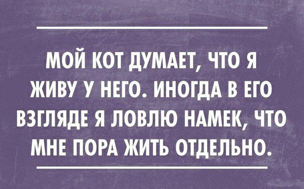МОЙ КОТ ДУМАЕТ ЧТО Я ЖИВУ У НЕГО ИНОГДА В ЕГО ВЗГЛЯД Я ЛОВЛЮ НАМЕК ЧТО МНЕ ПОРА ЖИТЬ ОТДЕЛЬНО