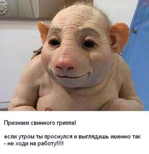 Признаки свинного гриппа если УТРОМ ТЫ проснулся И выглядишь именно так _ не ходи на работу