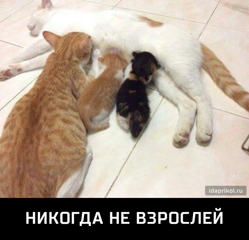 К НИКОГДА НЕ ВЗРОСЛЕЙ