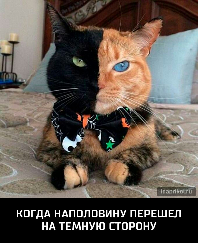 КОГДА НАПОЛОВИНУ ПЕРЕШЕЛ НА ТЕМНУЮ СТОРОНУ
