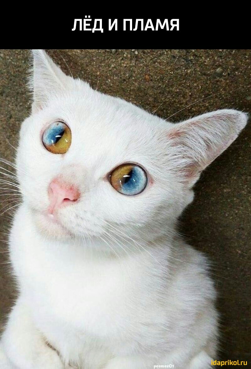 ЛЁД и плдмя