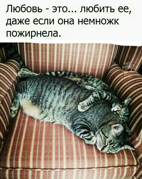 Любовь это любить ее даже если она немножк пожирнела