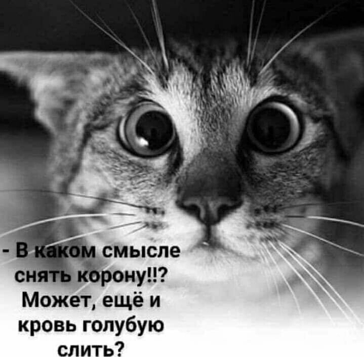 _ смысле сн рону Может ещё и кровь голубую