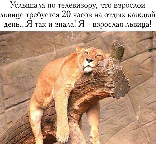 Услышала по телевизору что взрослой хьвиде требу тся 20 часов на отдых каждый деньЯ так и знала Я взрослая львица