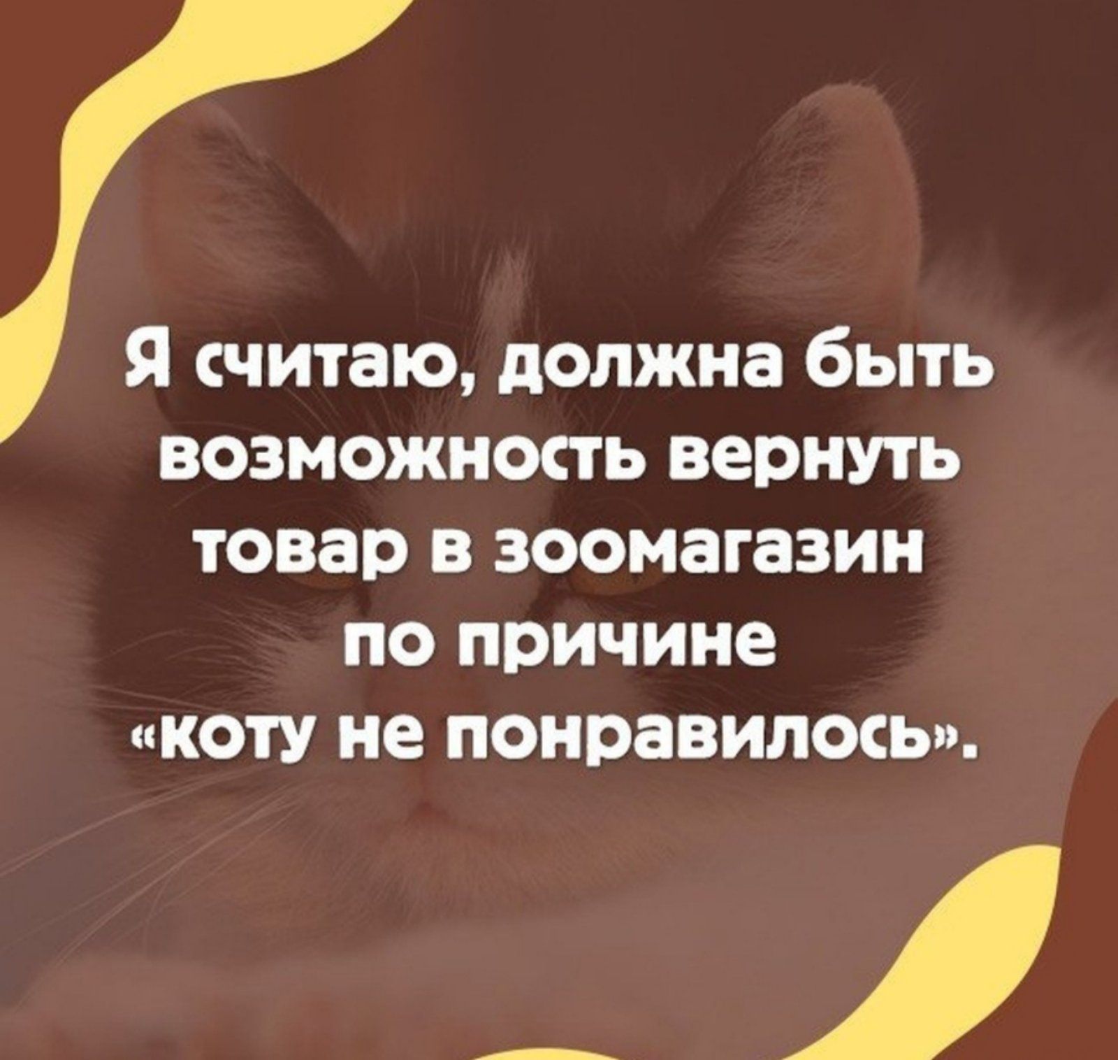 Я считаю должна быть возможность вернуть товар в зоомагазин по причине коту не понравилось _