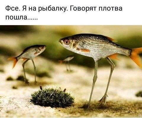Фсе Я на рыбалку Говорят плотва пошла
