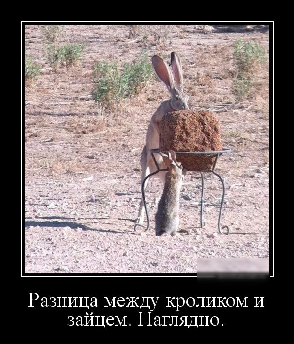 Разница между кроликом и зайцем Наглядно