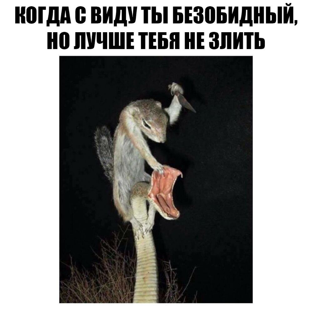ШПДА ВИД ТЫ БЕЗОБИДНЫЙ но ЛУЧШЕ ТЕБЯ НЕ ЗПИТЬ