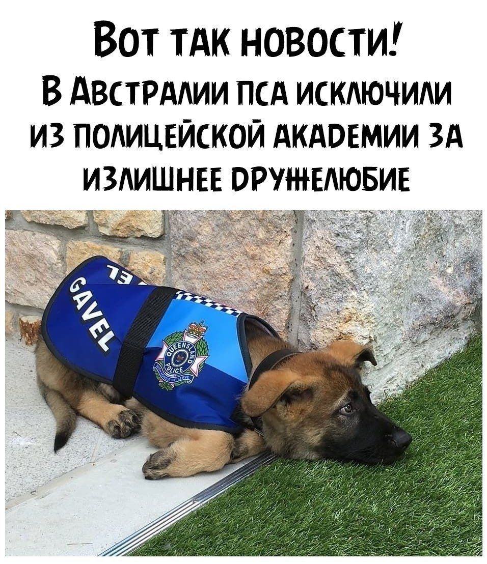Вот так новости! В австралии пса исключили из полицейской акаремии за излишнее оружелюбие
