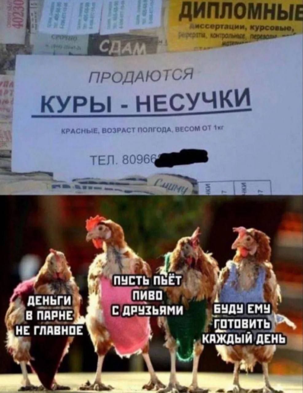 д дИПЦЗМНЫЕ ПРОДАЮ куры НЕСУЧКИ ТЕП вечен